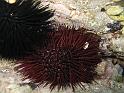 oursin comestible - Paracentrotus lividus